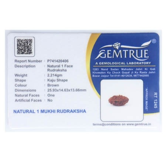 Natural 1 Mukhi Rudraksha