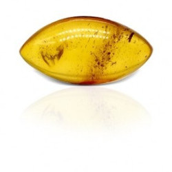 Natural Amber