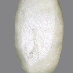 Black Quartz Cat's Eye 5.82 Carats