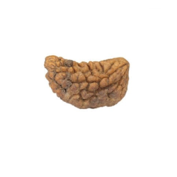 Natural 1 Mukhi Rudraksha