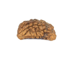 Natural 1 Mukhi Rudraksha