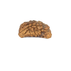 Natural 1 Mukhi Rudraksha