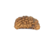 Natural 1 Mukhi Rudraksha