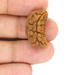 Natural 1 Mukhi Rudraksha