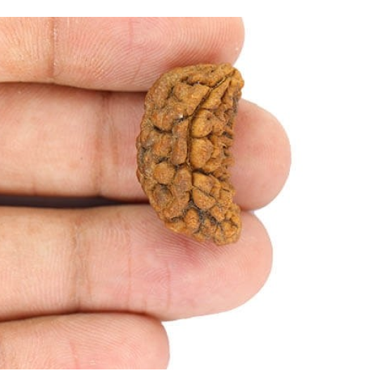 Natural 1 Mukhi Rudraksha