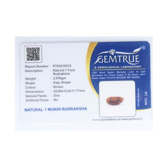 Natural 1 Mukhi Rudraksha