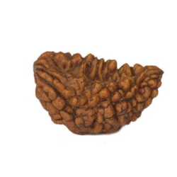 Natural 1 Mukhi Rudraksha