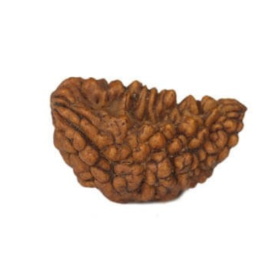 Natural 1 Mukhi Rudraksha