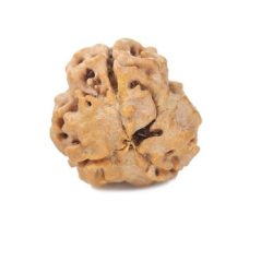 Natural Nepali 3 Mukhi Rudraksha