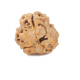 Natural Nepali 3 Mukhi Rudraksha