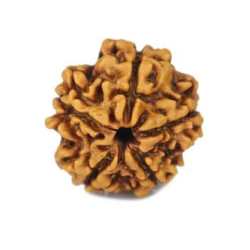 Natural 5 Mukhi Rudraksha