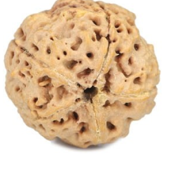 Natural 5 Mukhi Rudraksha