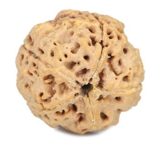 Natural 5 Mukhi Rudraksha