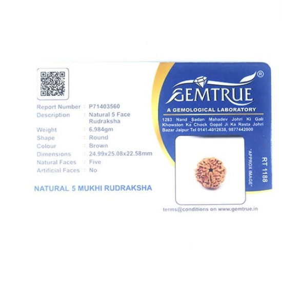 Natural 5 Mukhi Rudraksha