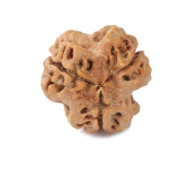 Natural Nepali 3 Mukhi Rudraksha