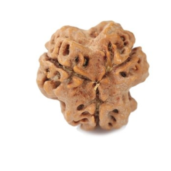 Natural Nepali 3 Mukhi Rudraksha