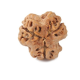 Natural Nepali 3 Mukhi Rudraksha
