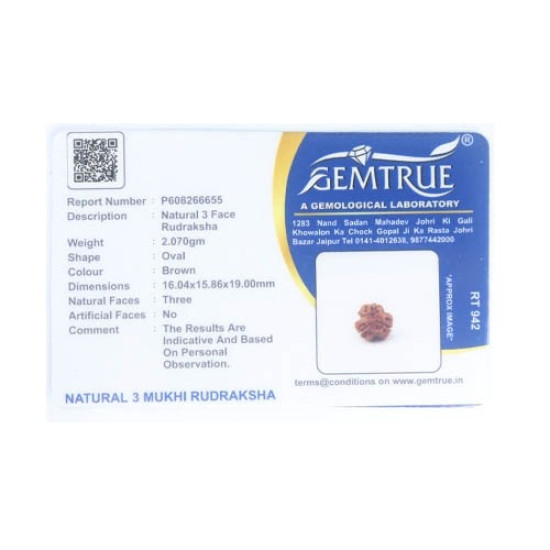 Natural Nepali 3 Mukhi Rudraksha