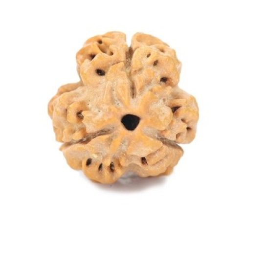 Natural Nepali 3 Mukhi Rudraksha