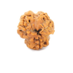 Natural Nepali 3 Mukhi Rudraksha