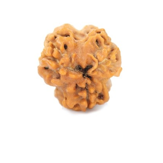Natural Nepali 3 Mukhi Rudraksha