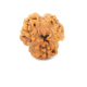 Natural Nepali 3 Mukhi Rudraksha