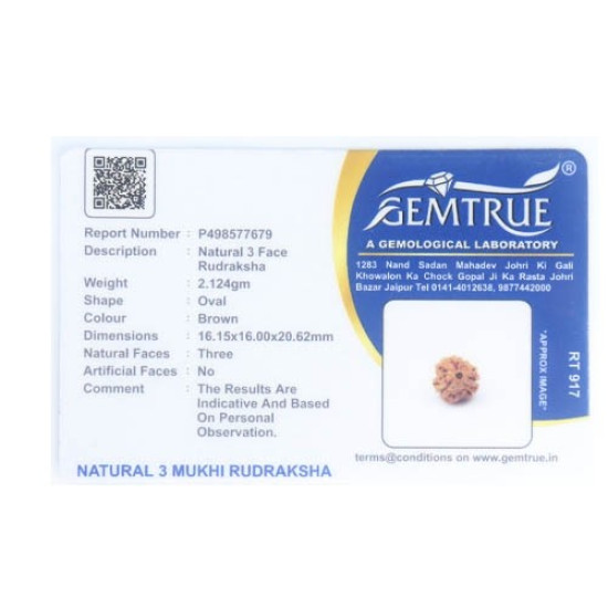 Natural Nepali 3 Mukhi Rudraksha