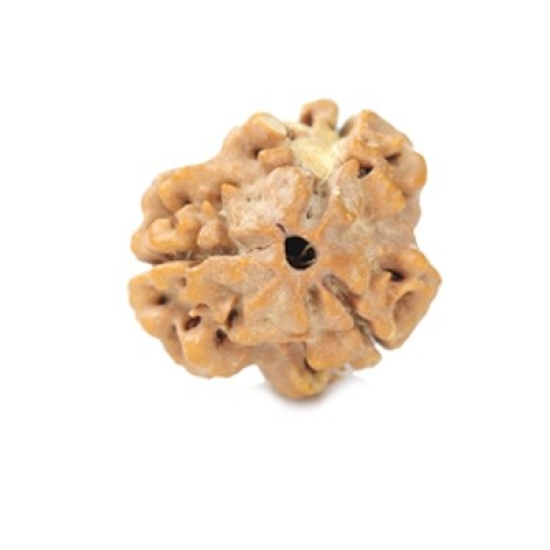 Natural Nepali 3 Mukhi Rudraksha