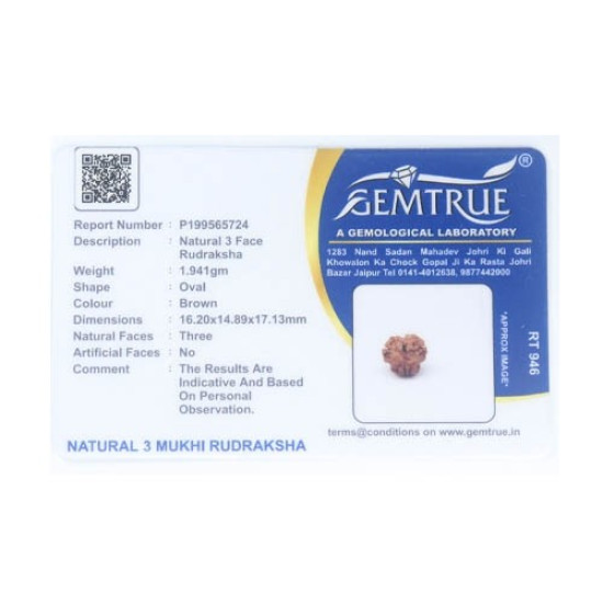 Natural Nepali 3 Mukhi Rudraksha
