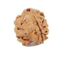 Natural Nepali 3 Mukhi Rudraksha