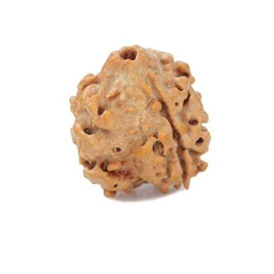 Natural Nepali 3 Mukhi Rudraksha