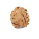 Natural Nepali 3 Mukhi Rudraksha