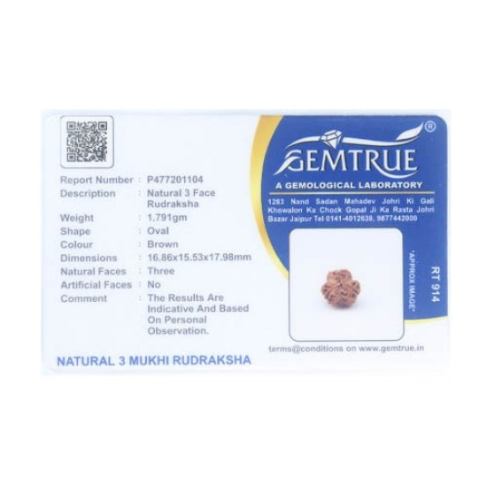 Natural Nepali 3 Mukhi Rudraksha