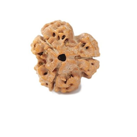 Natural Nepali 3 Mukhi Rudraksha