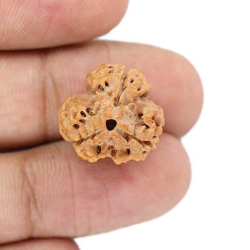 Natural Nepali 3 Mukhi Rudraksha