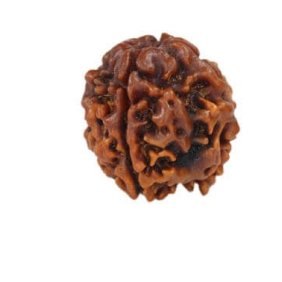 Natural Nepali 4 Mukhi Rudraksha