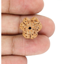 Natural Nepali 3 Mukhi Rudraksha