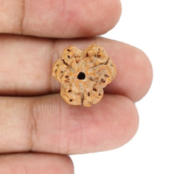 Natural Nepali 3 Mukhi Rudraksha