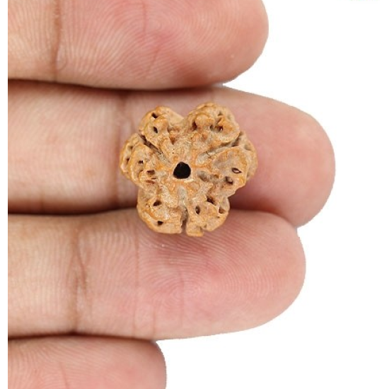 Natural Nepali 3 Mukhi Rudraksha