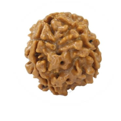 Natural Nepali 4 Mukhi Rudraksha