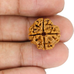 Natural Nepali 4 Mukhi Rudraksha