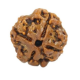 Natural Nepali 4 Mukhi Rudraksha