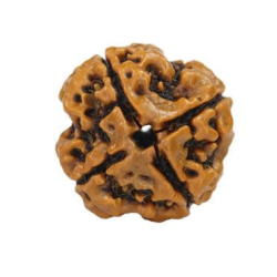 Natural Nepali 4 Mukhi Rudraksha