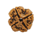 Natural Nepali 4 Mukhi Rudraksha