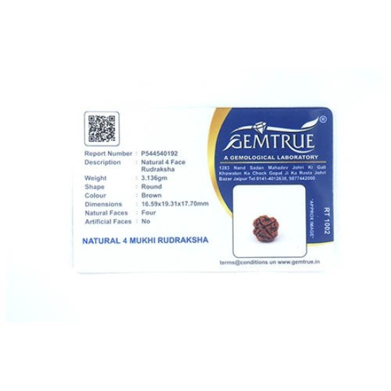 Natural Nepali 4 Mukhi Rudraksha