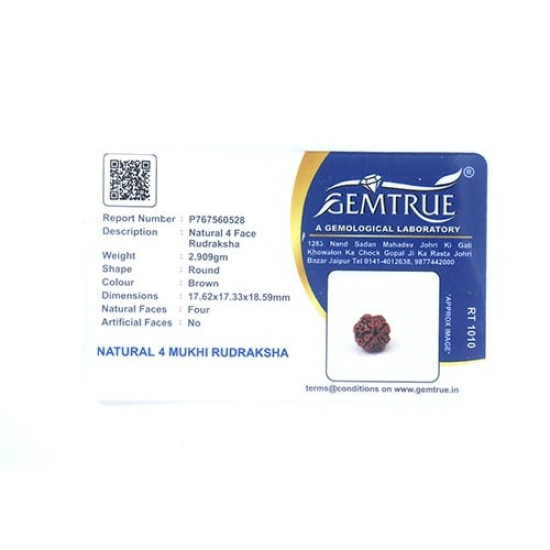 Natural Nepali 4 Mukhi Rudraksha