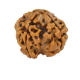 Natural Nepali 4 Mukhi Rudraksha