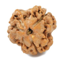 Natural Nepali 3 Mukhi Rudraksha