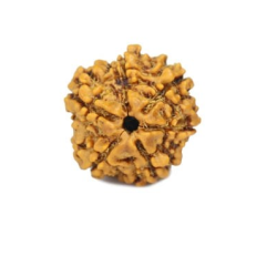 Natural 5 Mukhi Rudraksha