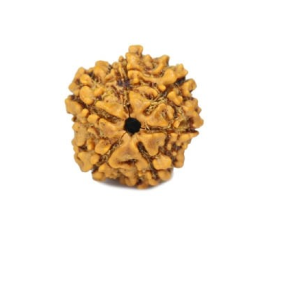 Natural 5 Mukhi Rudraksha